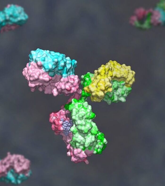 Bispecific Antibody 101: Essential Tools for Research