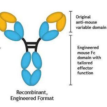 VivopureX - recombinant engineered mouse antibodies