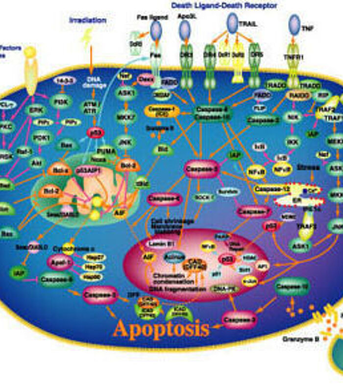 Apoptosis- Roadway to Pathogenesis and Treatment