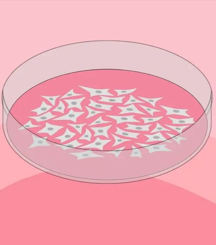 Using Adherent Cells in ELISpot and FluoroSpot