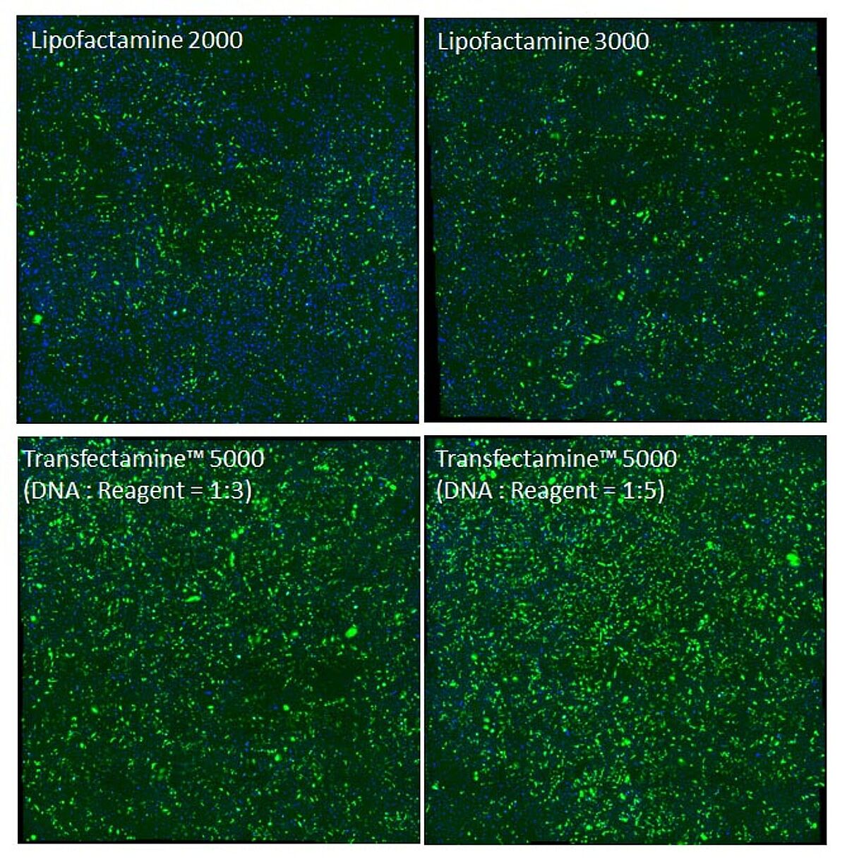 Performance of Transfectamine and Lipofectamine