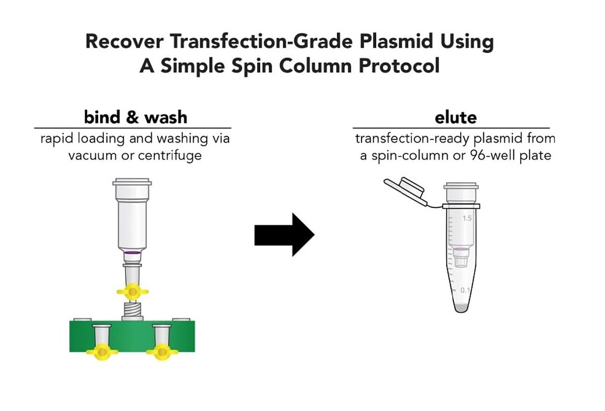 recover transfection‑grade plasmid DNA