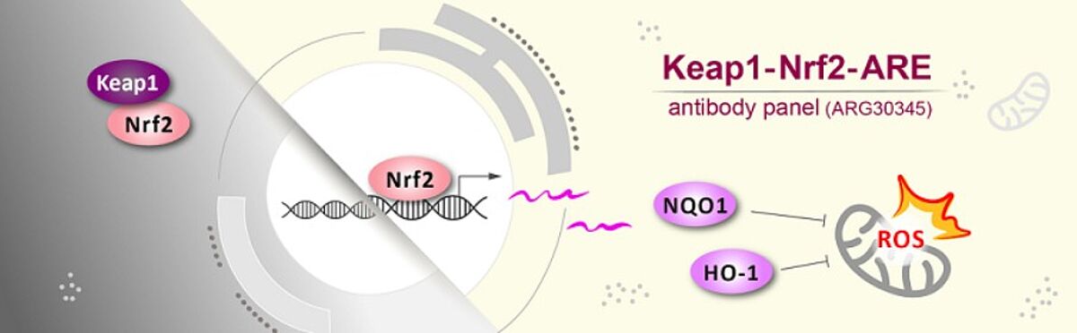 NRF2 Pathway