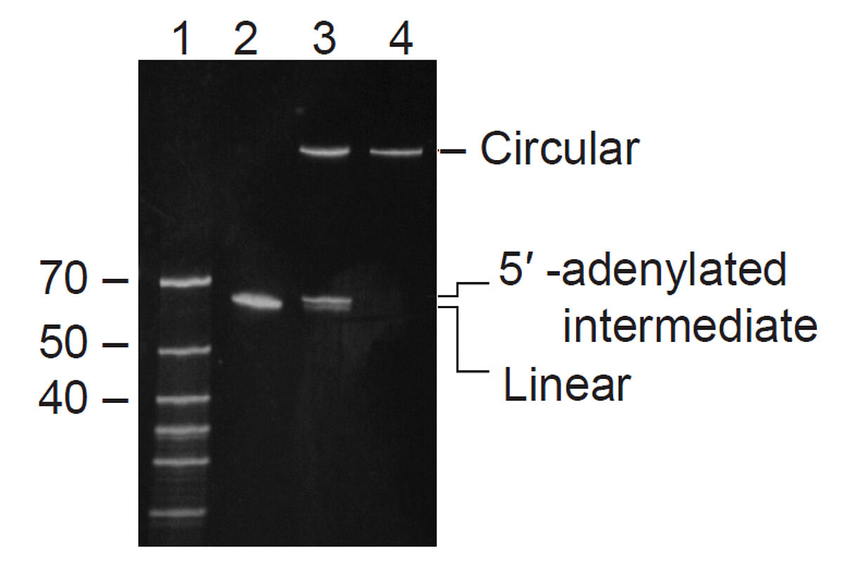 CircLigase ssDNA Ligase converts linear ssDNA to circular ssDNA