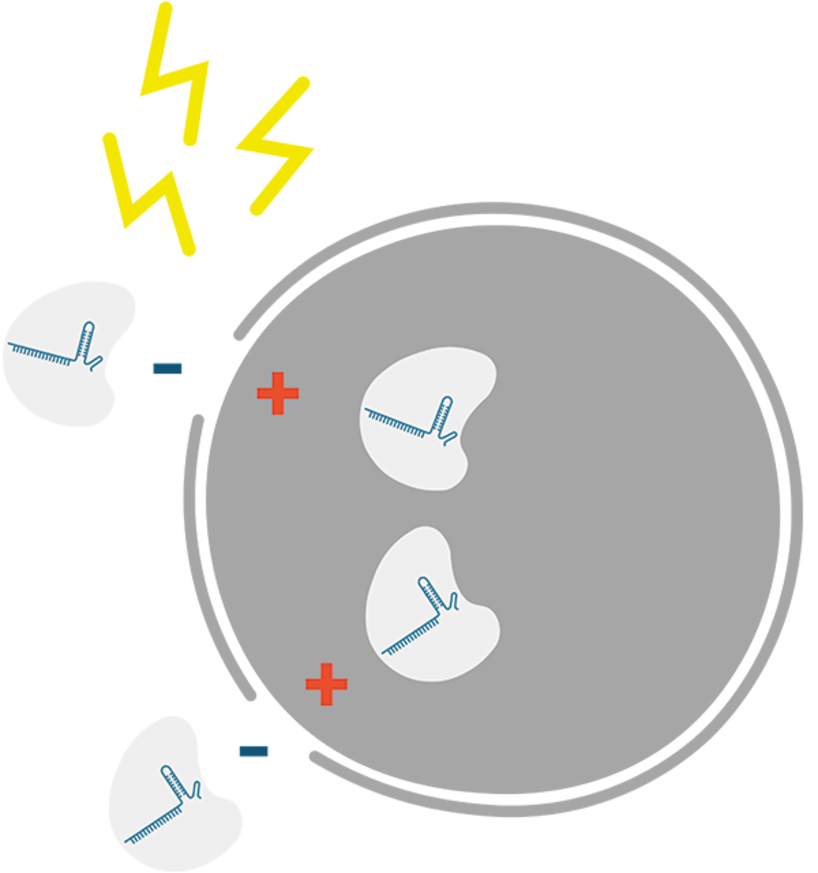 How to deliver CRISPR RNP complexes into target cells