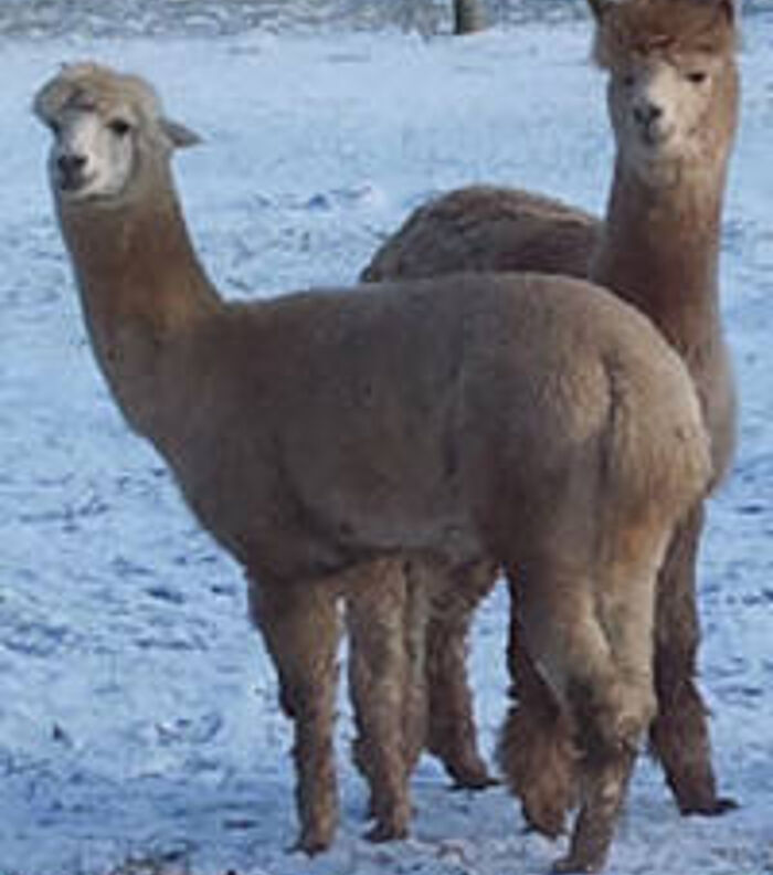 Camelid Antibodies & Nanobodies