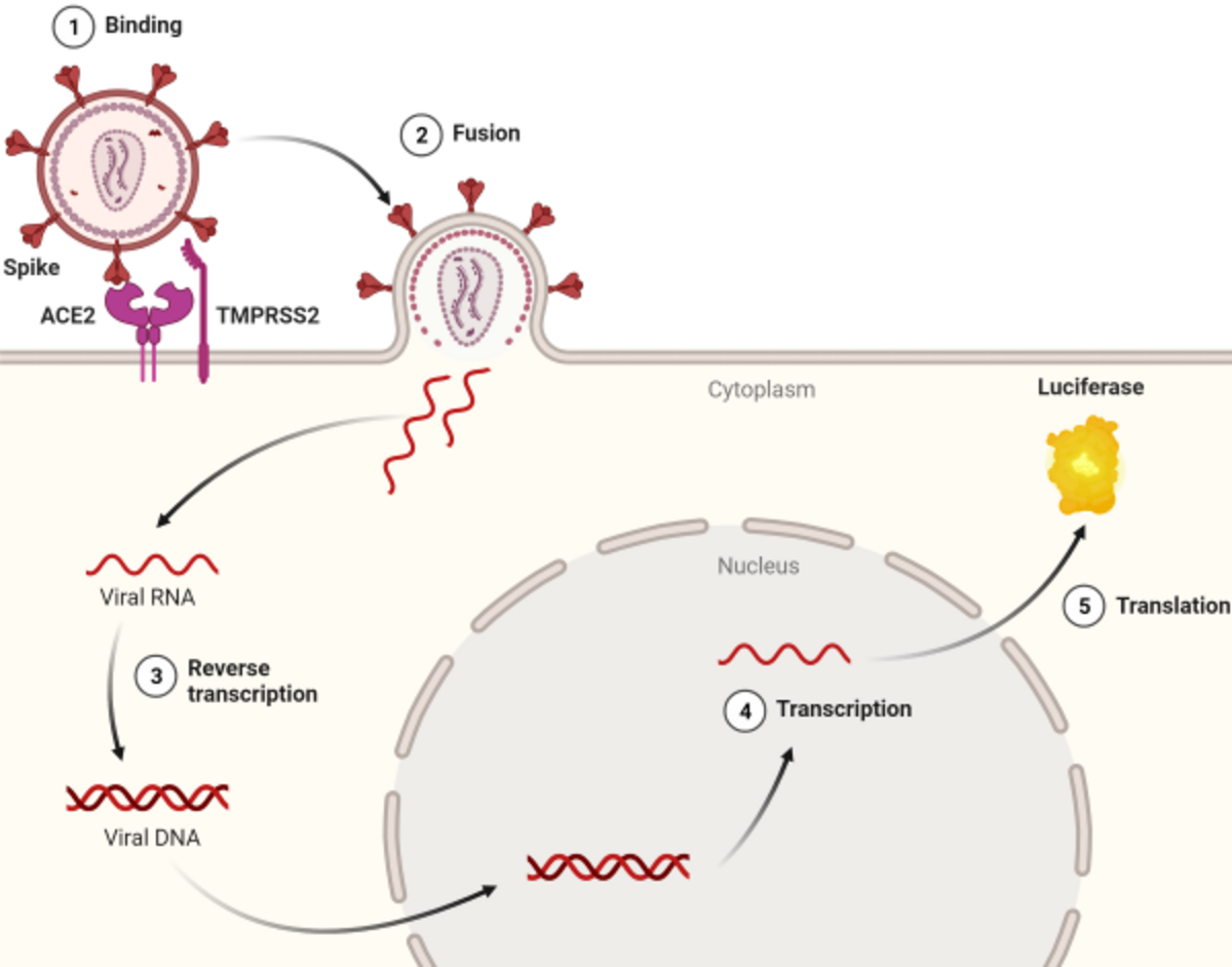 Spike-pseudotyped LV life cycle