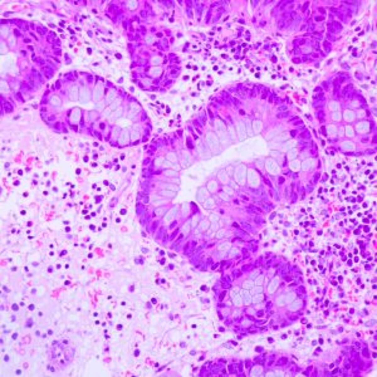 Histology image