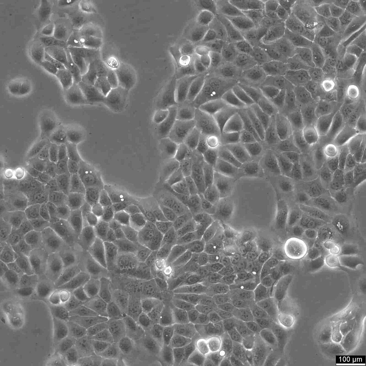 Immortalized Human Cell Line