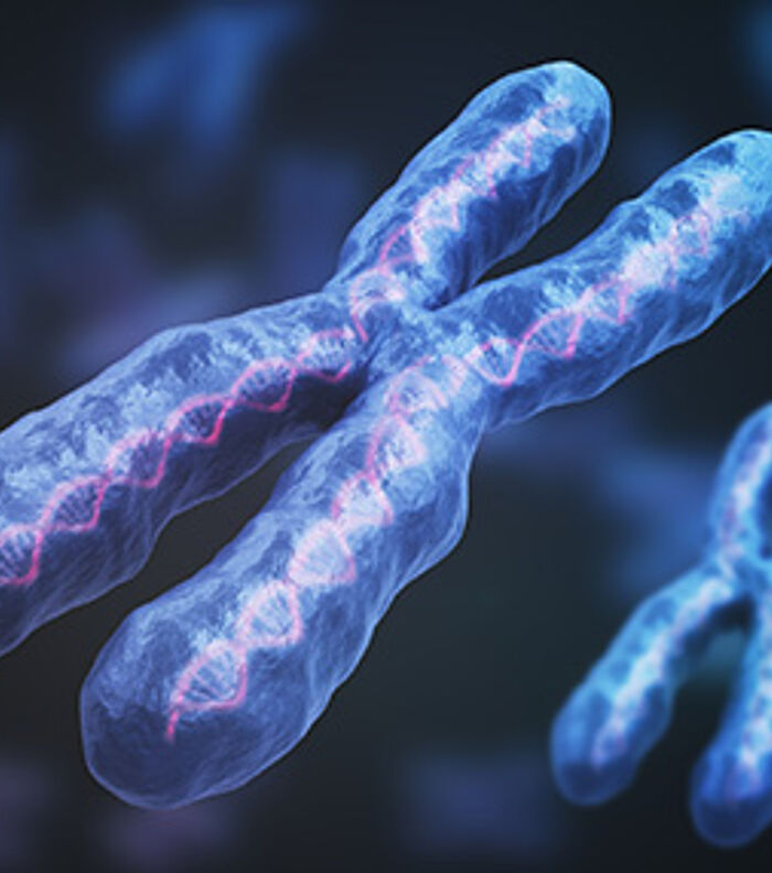 Gapless X Chromosome Sequence Assembled