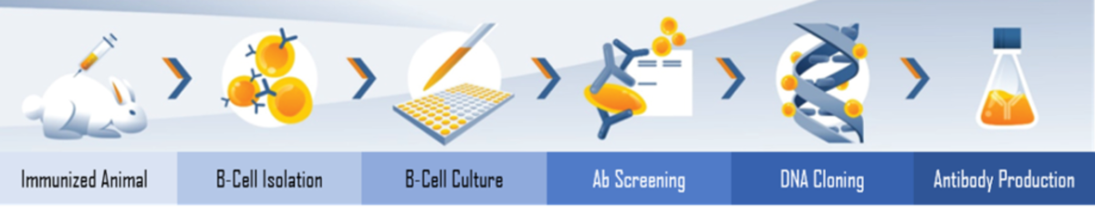 Monoclonal antibody service by RevMAb