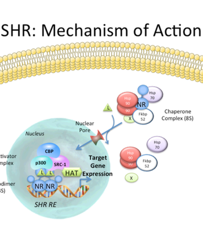 Nuclear Hormone Receptor Overview