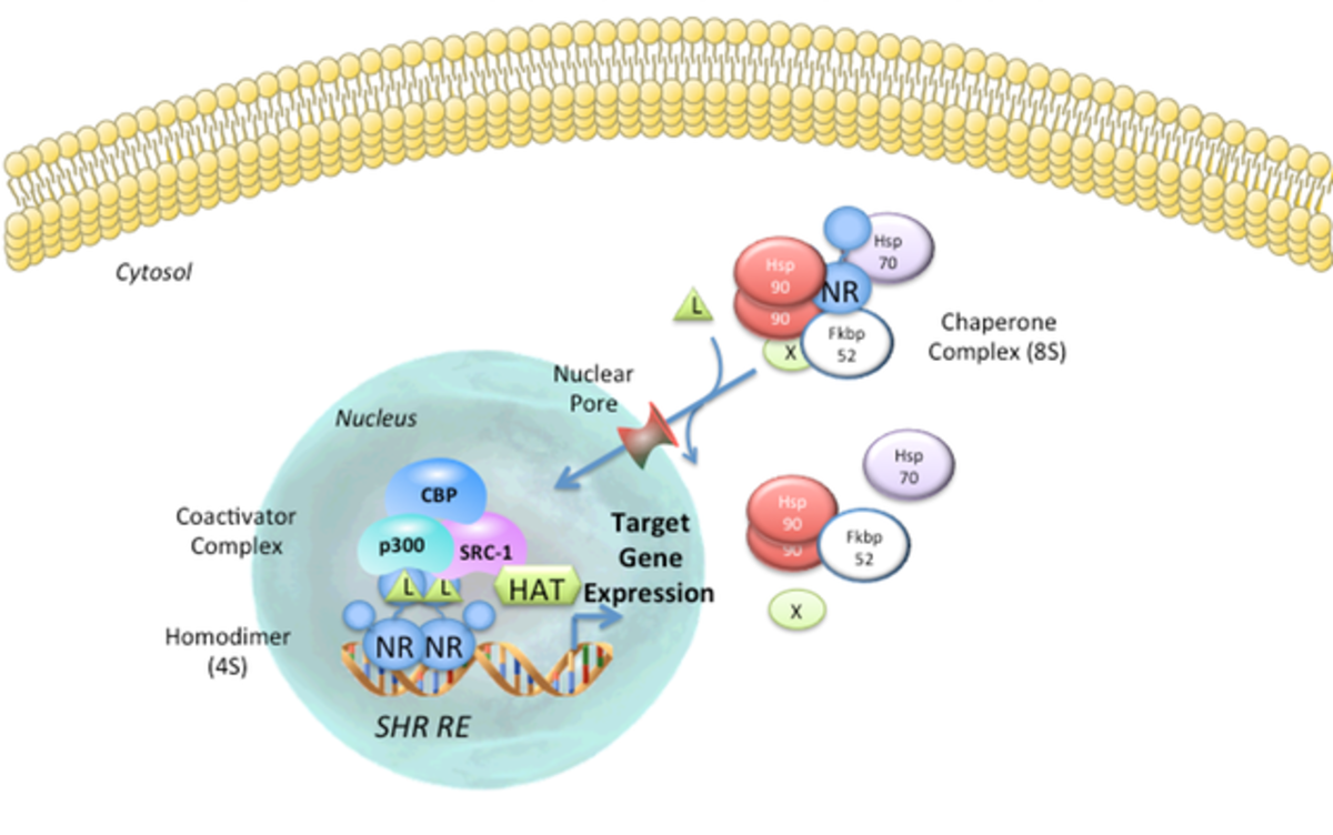 SHR: Mechanism of Action