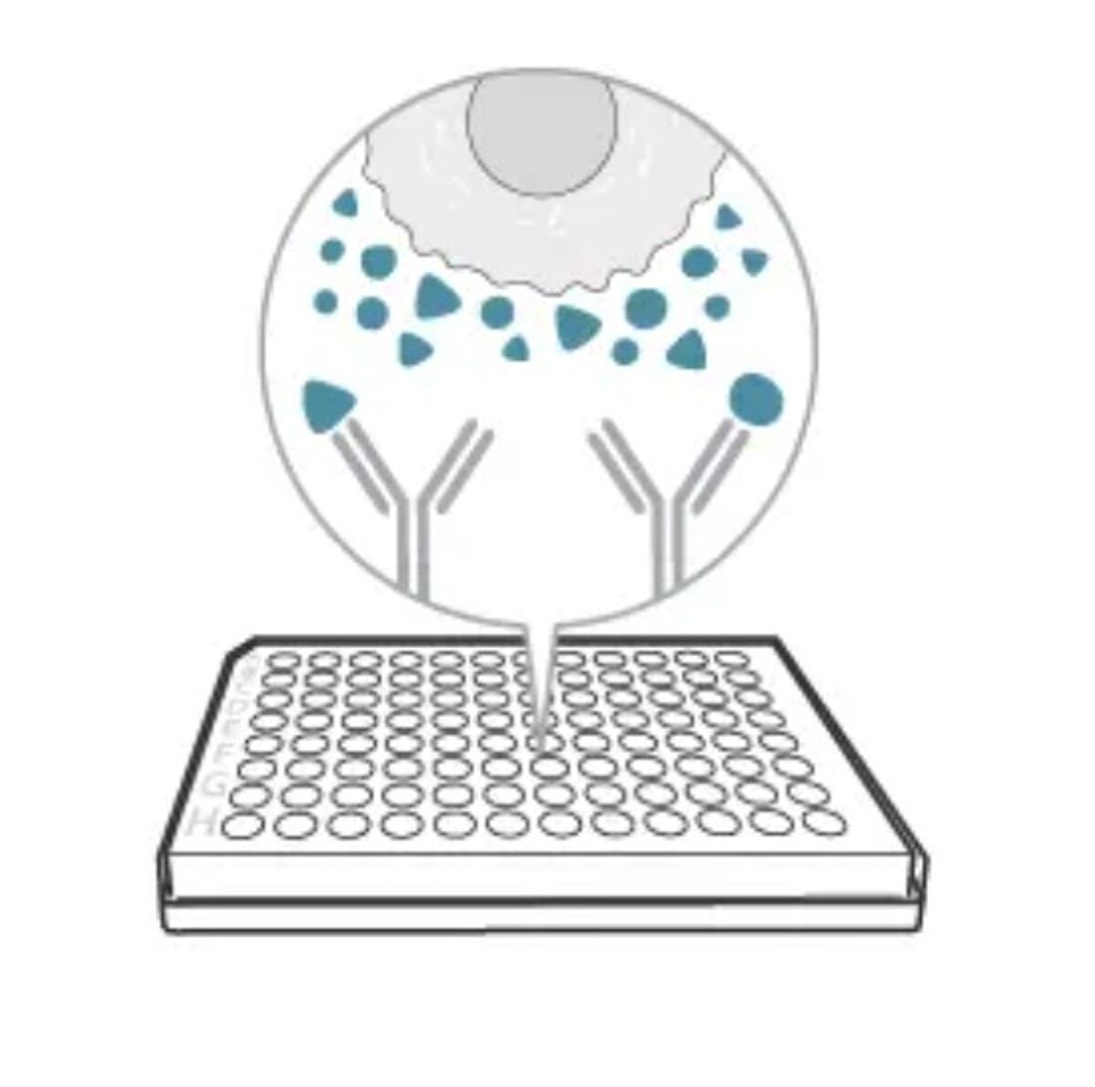 Antibodies capture the analyte