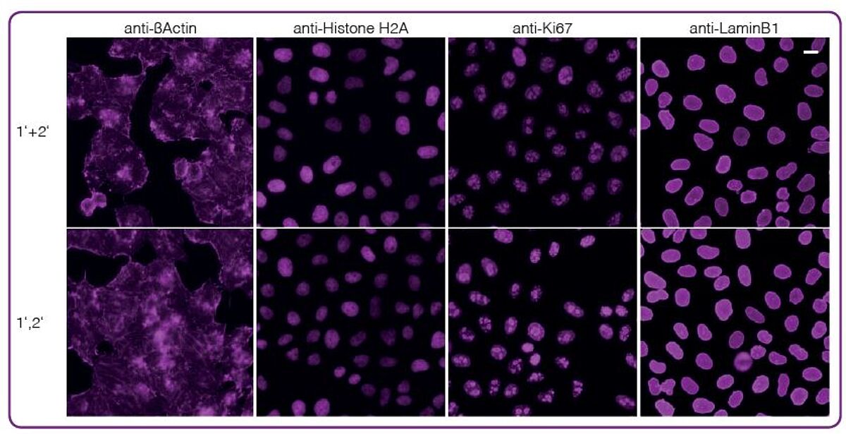 One-step staining with Nano-Secondaries