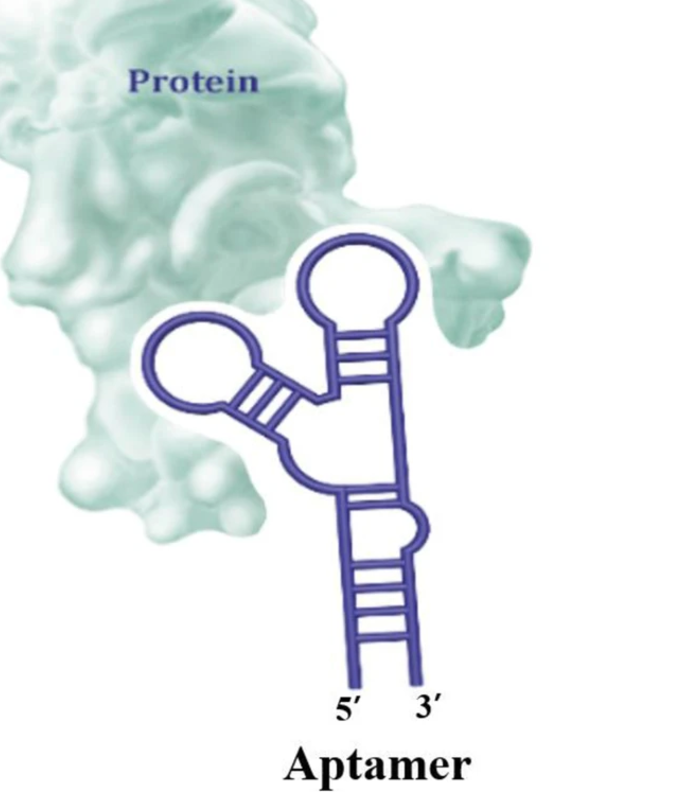 Aptamers