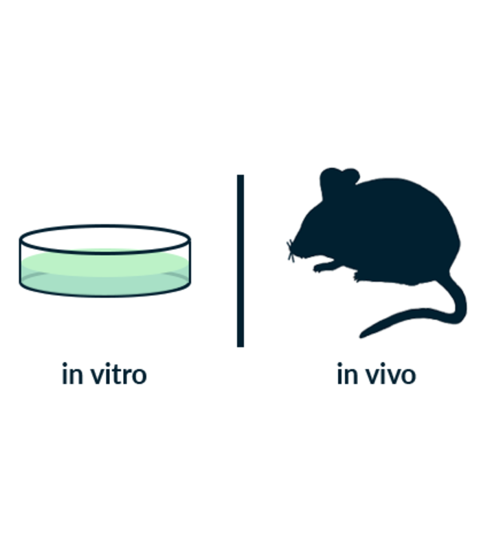 Antibodies for In Vivo Studies