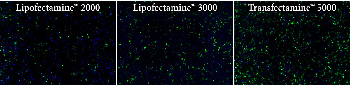 Performance of Transfectamine and Lipofectamine