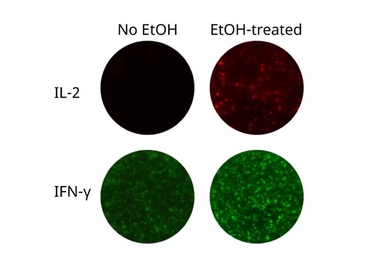 Ethanol pre-treatment is pivotal if you are coating the IPFL plate yourself