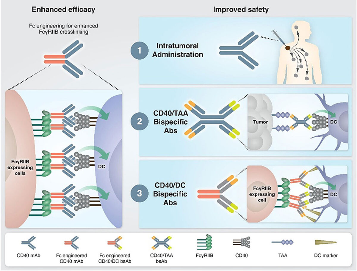 CD40 IAAs