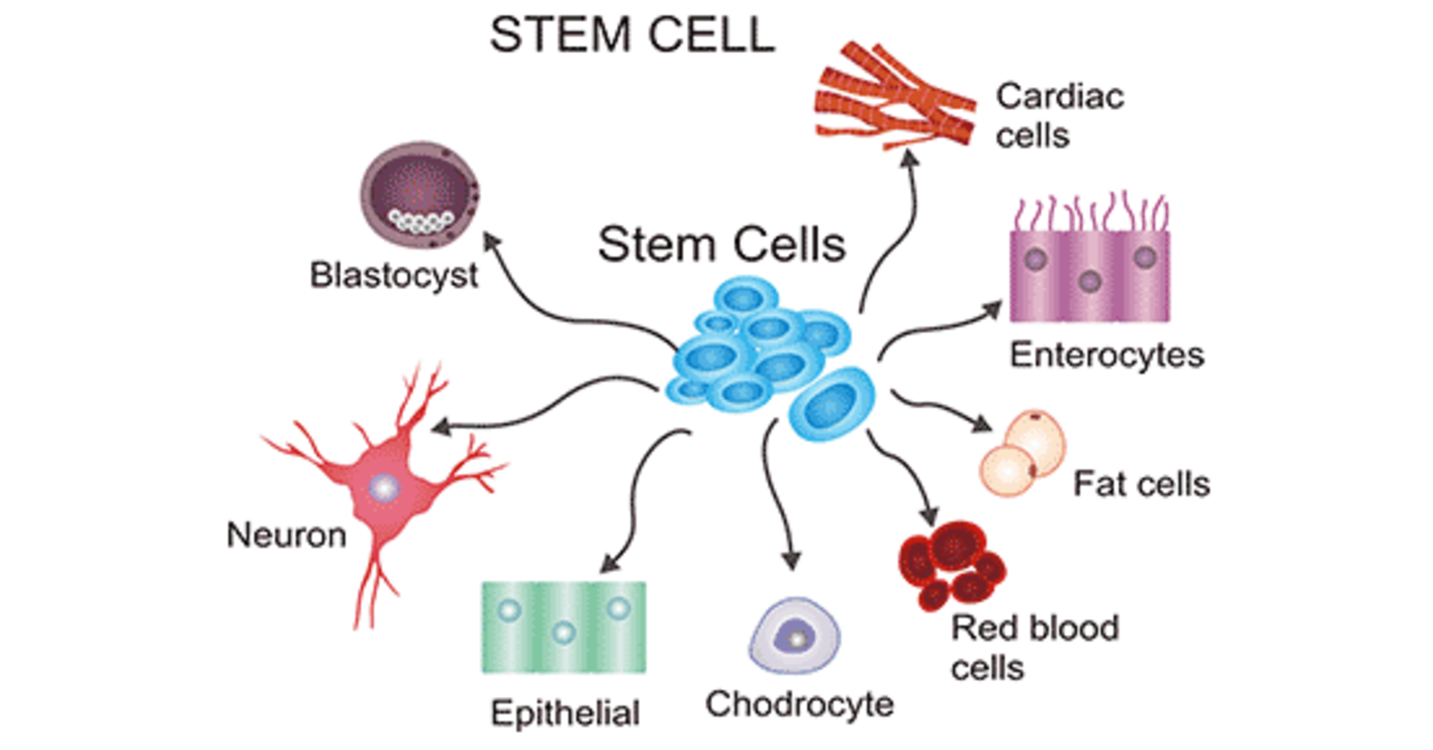 research areas in stem cells