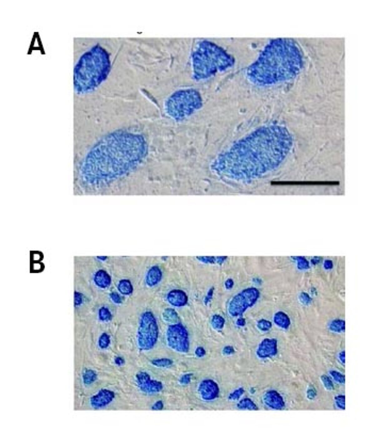 Bambanker freezing medium DMSOfree cell storage