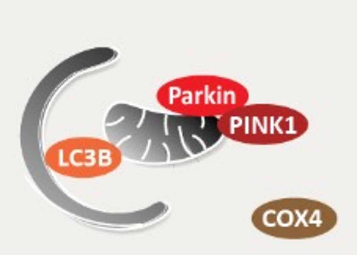 PINK1 pathway