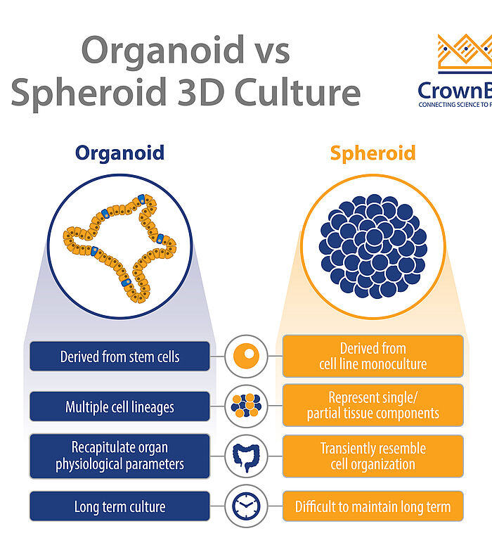 Organoids and their culture conditions
