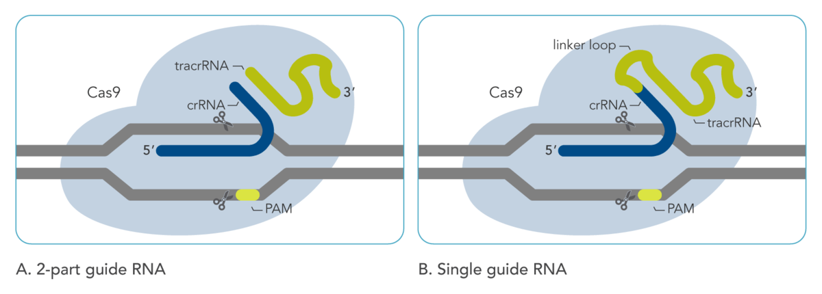 One and two-part guide RNAs in CRISPR