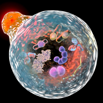 Autophagy detection kits