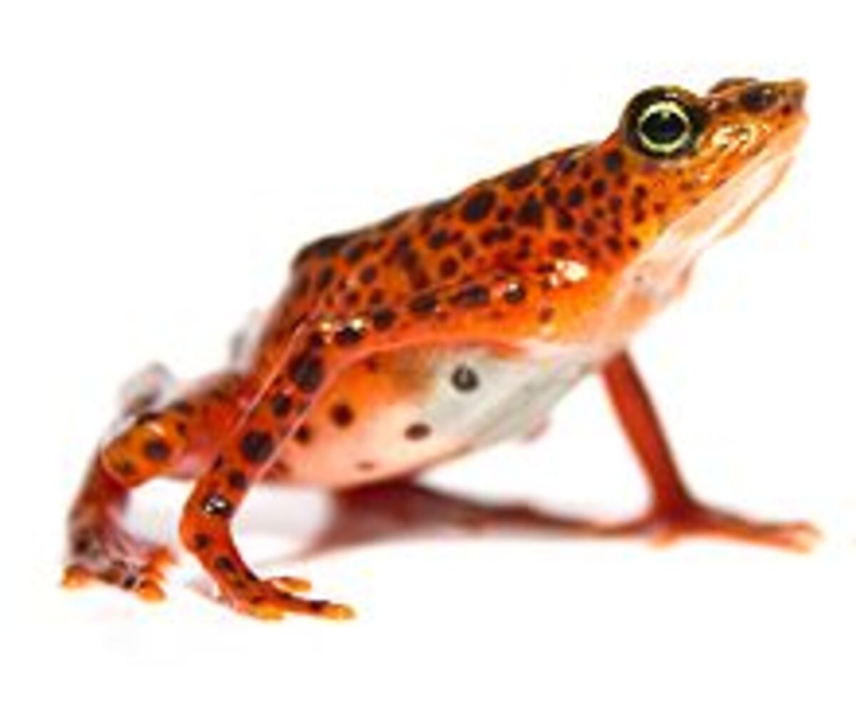 Toad mountain harlequin frog