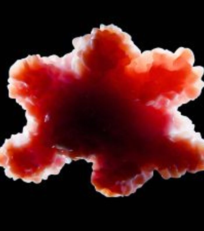 Translational Continuity