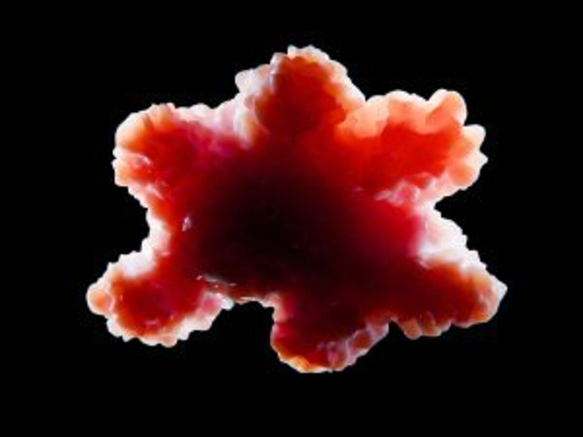 Translational Continuity Image