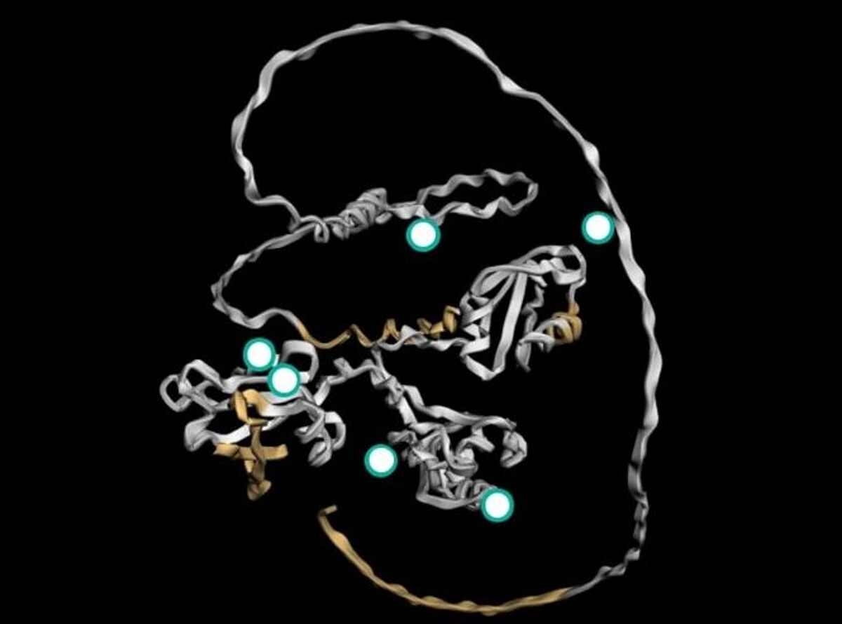 Proteintech’s 3D epitope viewer lets researchers select antibodies based on identified epitopes.