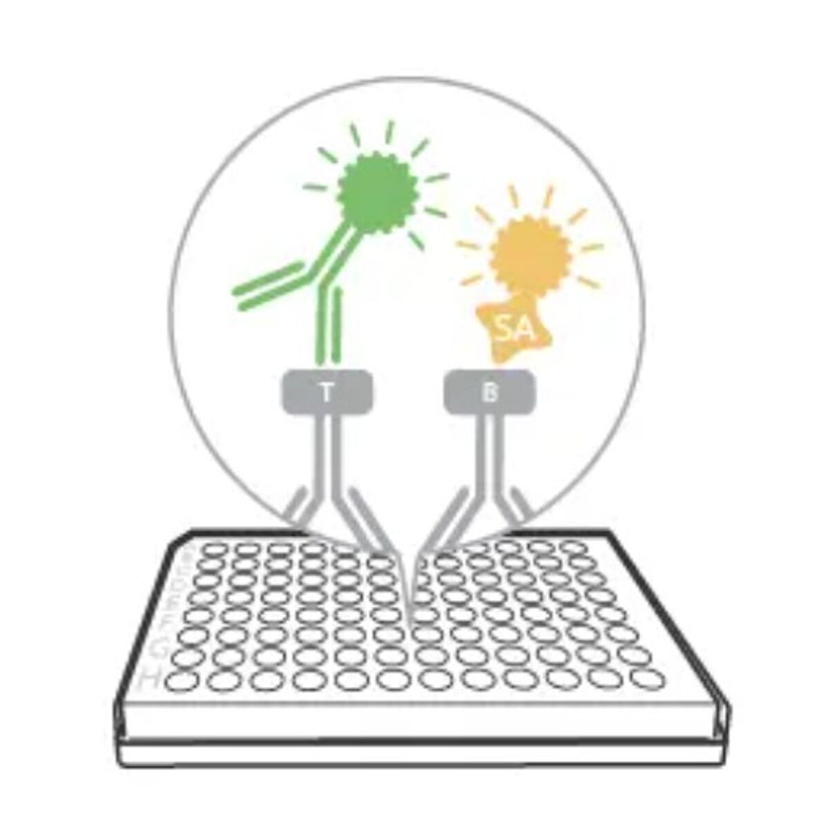 Secondary detection reagent