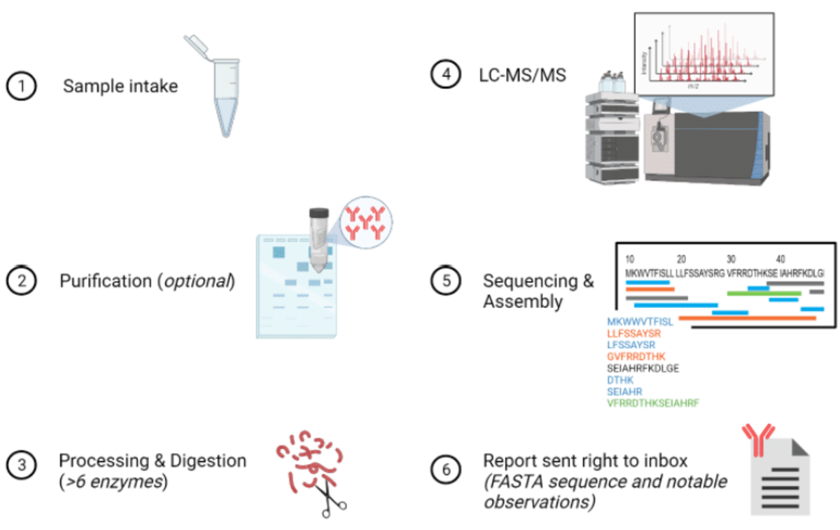 REmAb: How it works