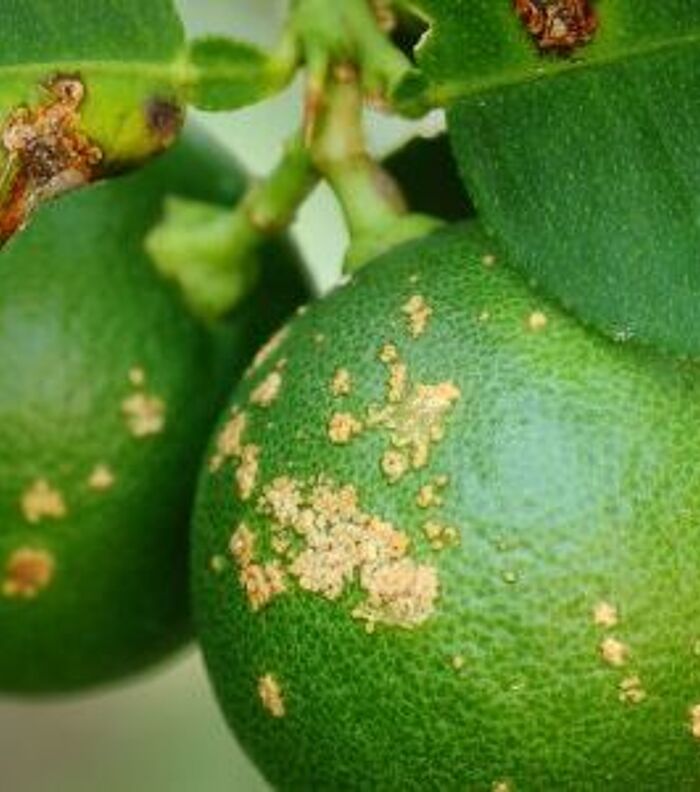 CRISPR for citrus canker treatment