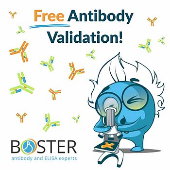 Boster Bio Free Antibody Validation