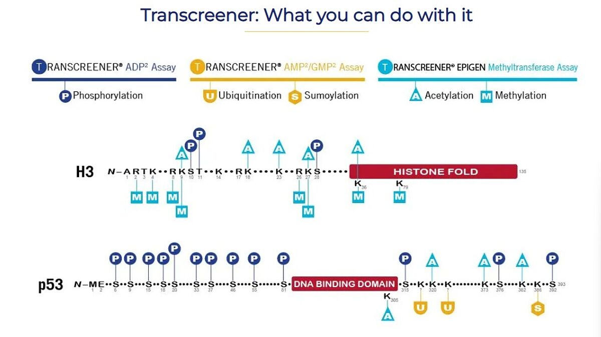 Transcreener Assays