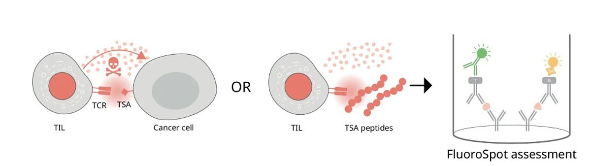TIL functionality can be assessed with FluoroSpot by directly challenging the cells with autologous cancer cells expressing the tumor-specific antigen (TSA) or with TSA peptide pools. Functioning cells will secrete the analytes of interest (IFN- γ, granzyme B, perforin, IL-2, or TNF-α) that can be detected with FluoroSpot.