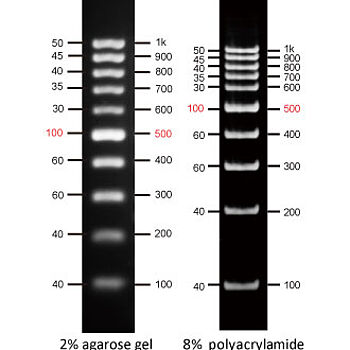 DNA ladders