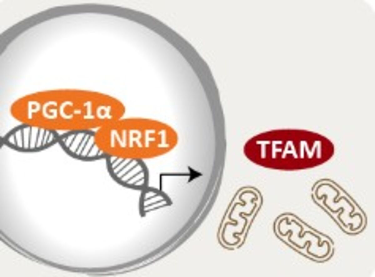 Mitochondrial biogenesis