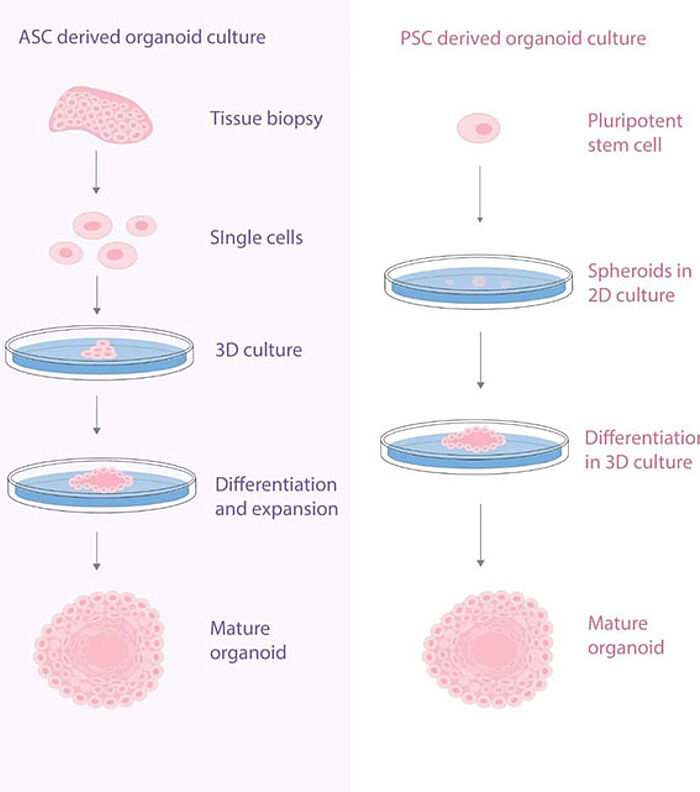 Stem cells in organoid culture