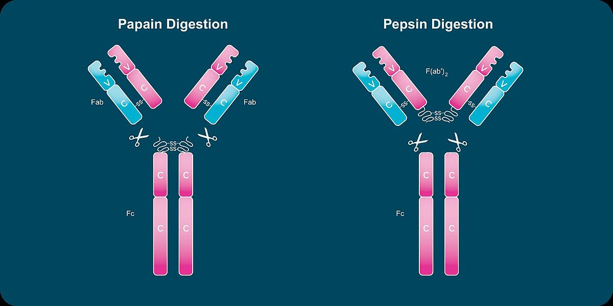 Papain and Pepsin Digestion