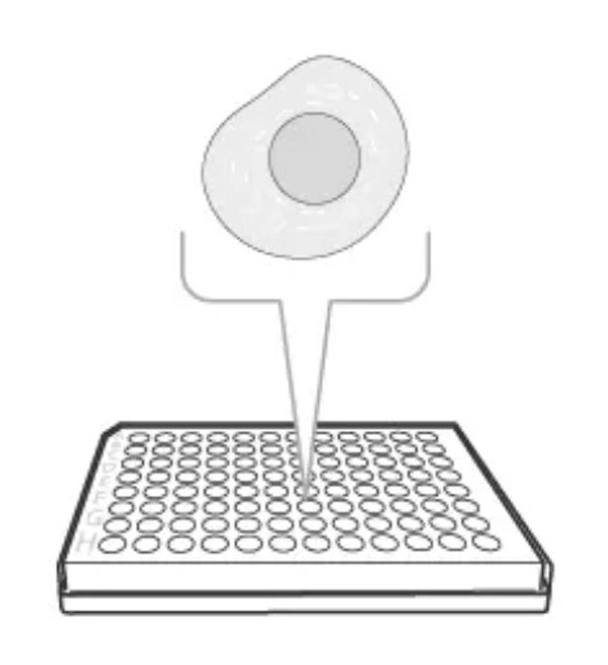 Add cells and stimuli to the plate
