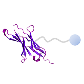 Recombinant proteins