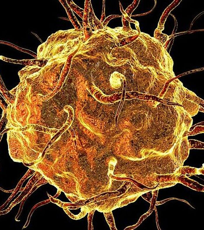 What is Macrophage Polarization?