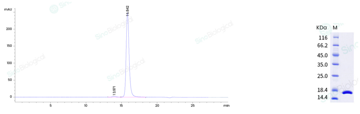 purity-human-tnf-protein