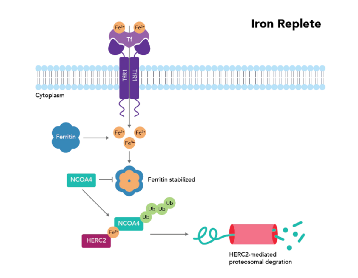 Figure 2: Iron-deficient situation where ferritinophagy does not occur. Adapted from Santana-Codina et al., 2018.
