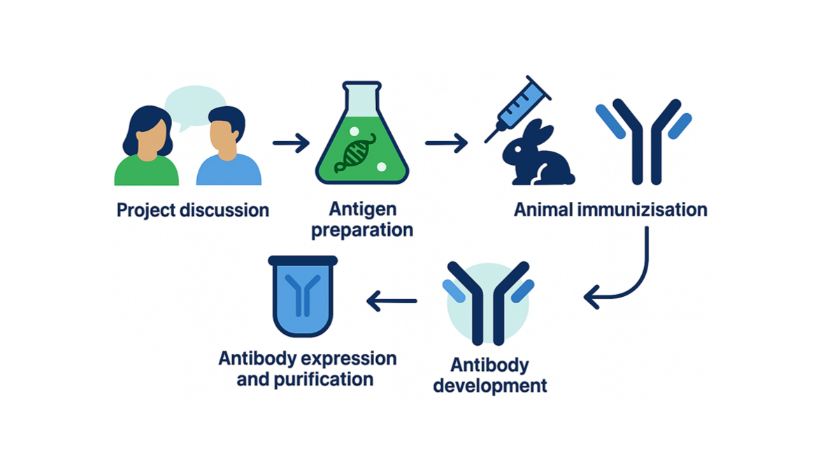 General workflow of antibody development services